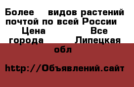 Более200 видов растений почтой по всей России › Цена ­ 100-500 - Все города  »    . Липецкая обл.